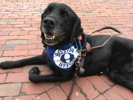 Guide dog with Boston By Foot kercheif